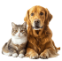 Pets & Accessories
